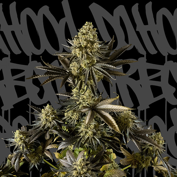 Strawberry Cream Auto de Dahood Urban Seeds