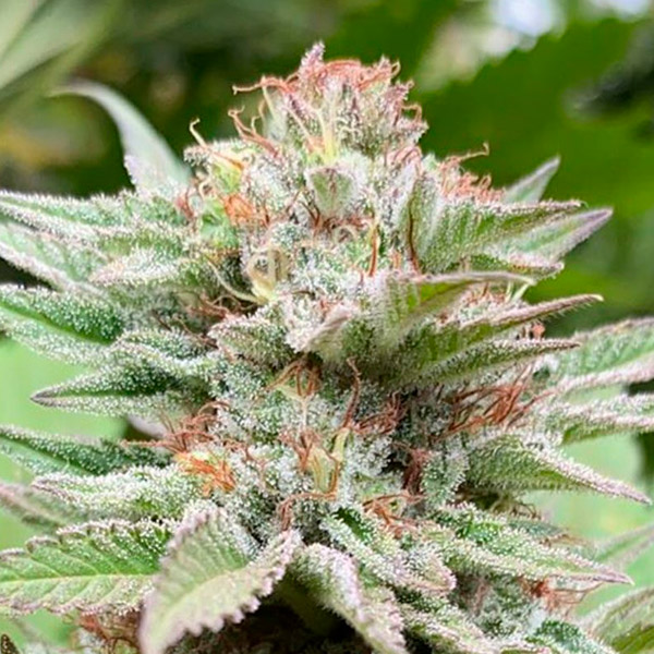 Strawberry Haze Auto de Kannabia Seeds