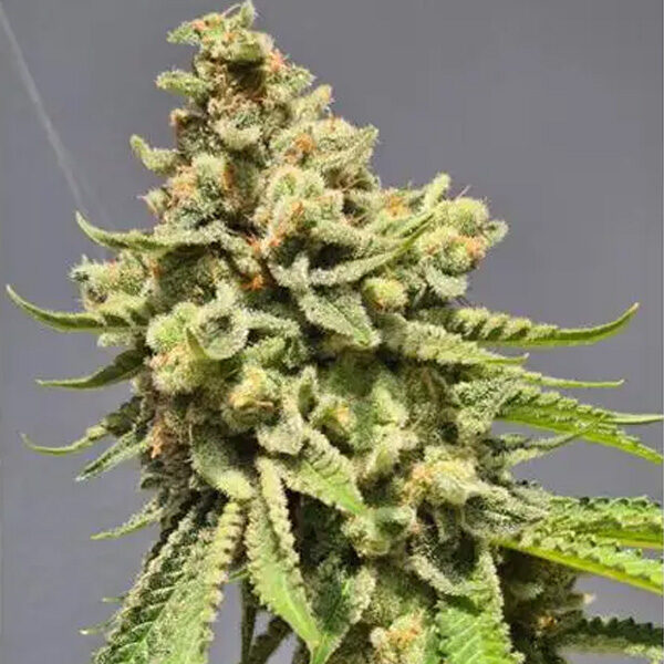 Strawberry Haze Auto de Vision Seeds