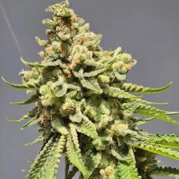 Strawberry Haze Auto de Vision Seeds