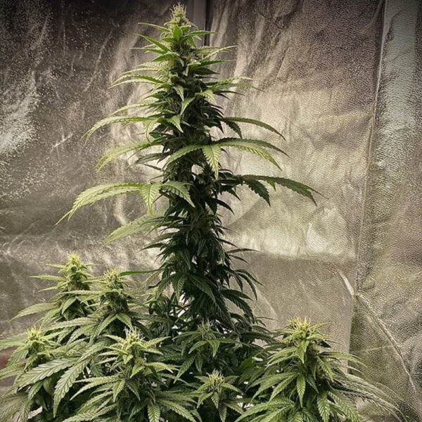 Strawberry Shortcake Auto de Pure Instinto