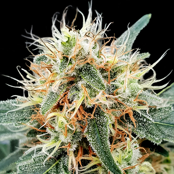 Stromboli Auto de Paradise Seeds