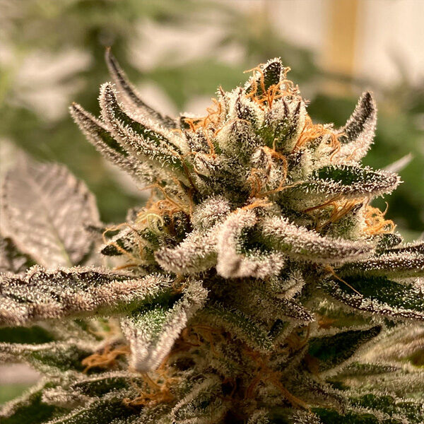 Sublimator Auto de R-kiem Seeds