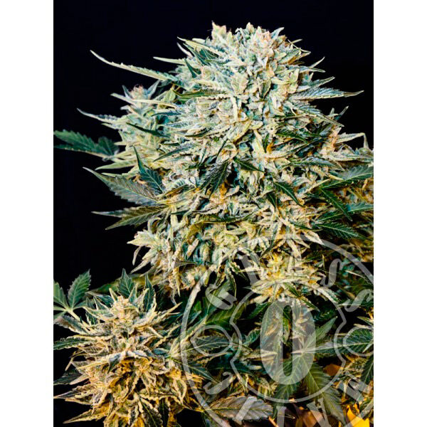 Sugar Gom Auto de Grassomatic
