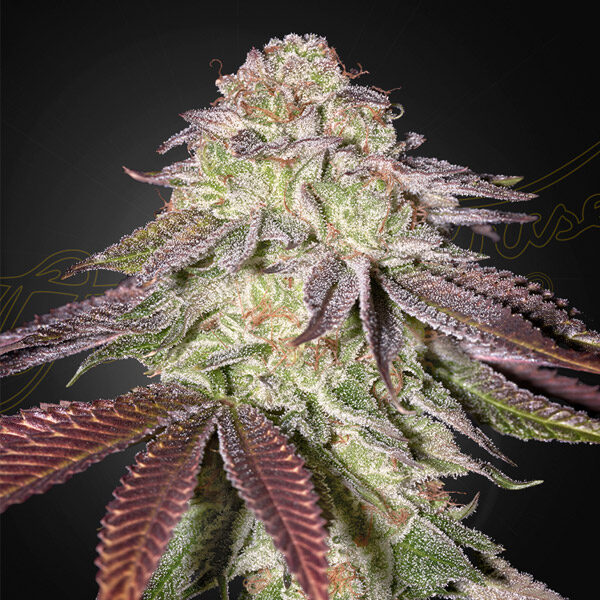 Sugarlato Auto de Green House