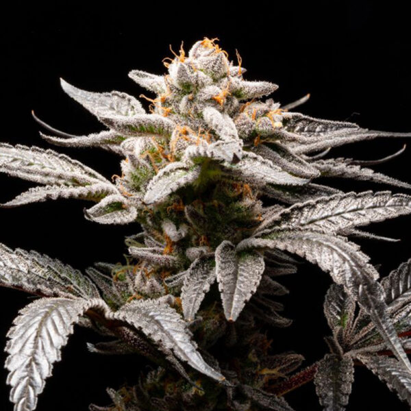 Suguz Auto de R-kiem Seeds