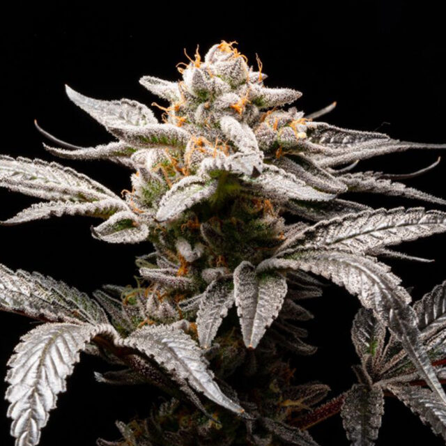 Suguz Auto de R-kiem Seeds