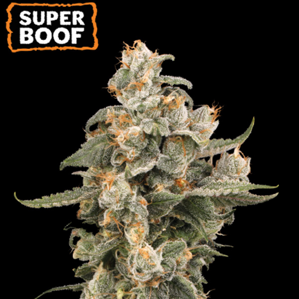 Super Boof Auto de Seedstockers