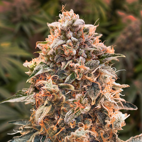 Super Glue #4 Auto de High Speed Buds
