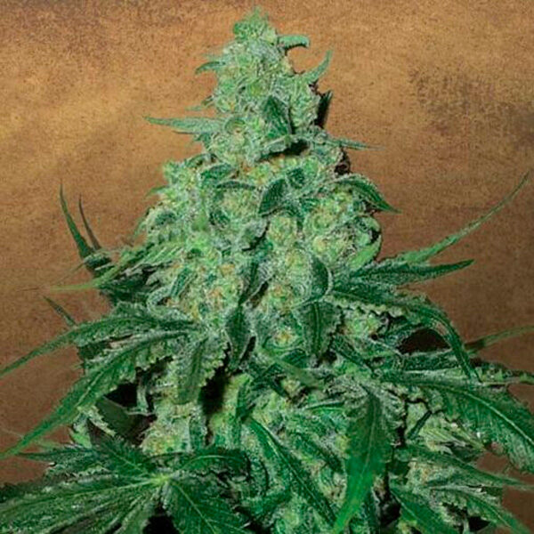Super Skunk Auto de Garden Of Green Seeds