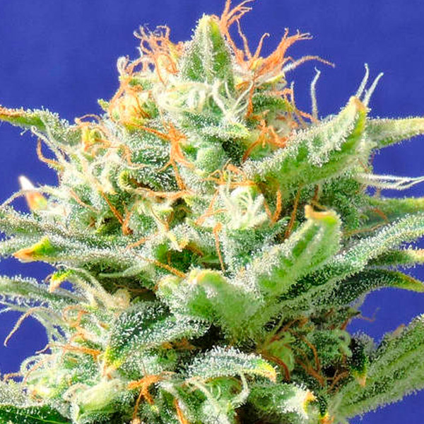 Super Skunk Auto de Original Sensible Seeds