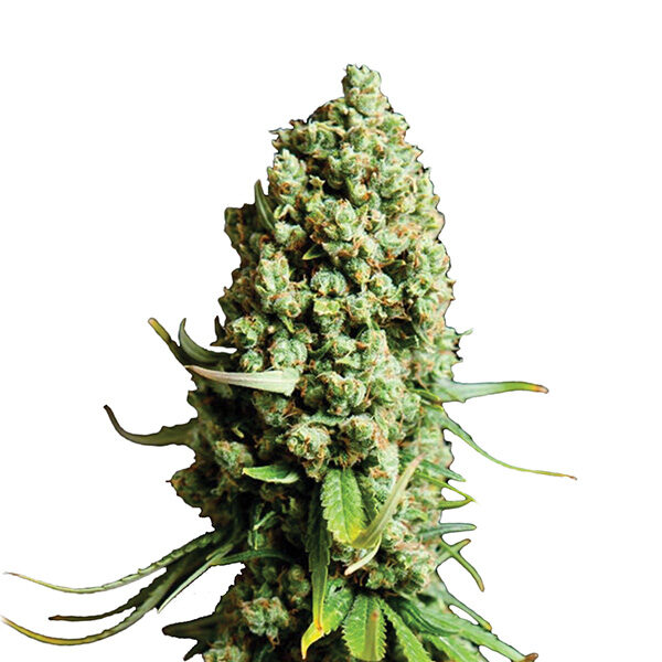 Super Skunk Auto de Nirvana