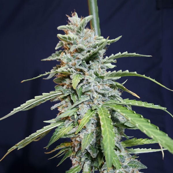 Super Watermelon Auto de Eva Seeds