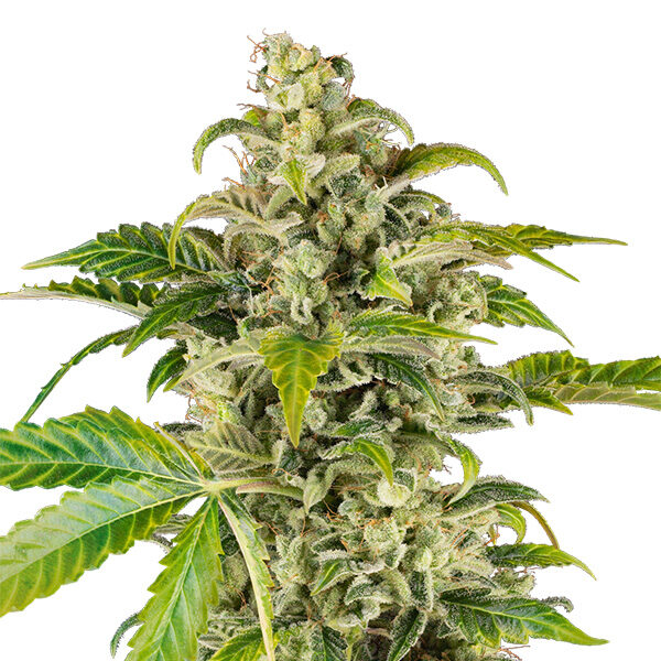 Sweet & Sour Cream Auto de Sensi Seeds Research