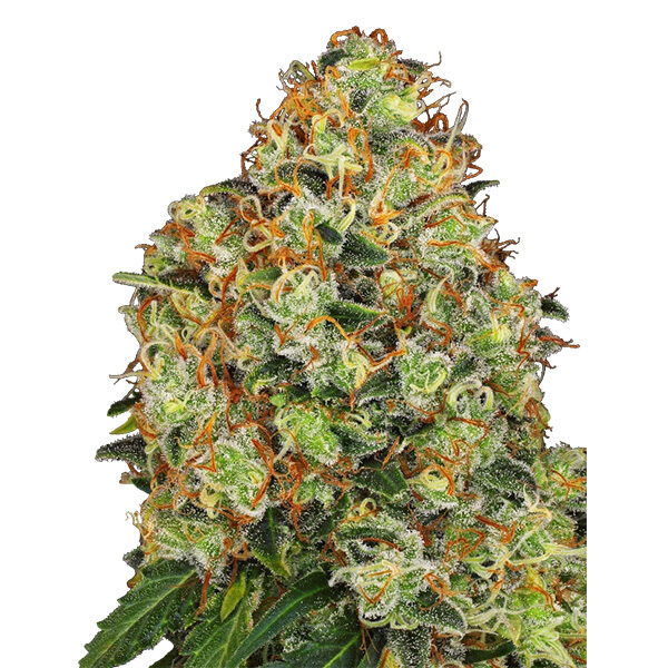Sweet Tangerine Tango Auto de White Label