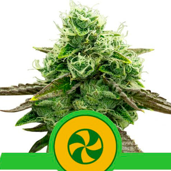 Sweet Zz Auto de Royal Queen
