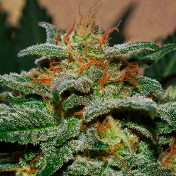 Sweetberry Cough Auto de Garden Of Green Seeds