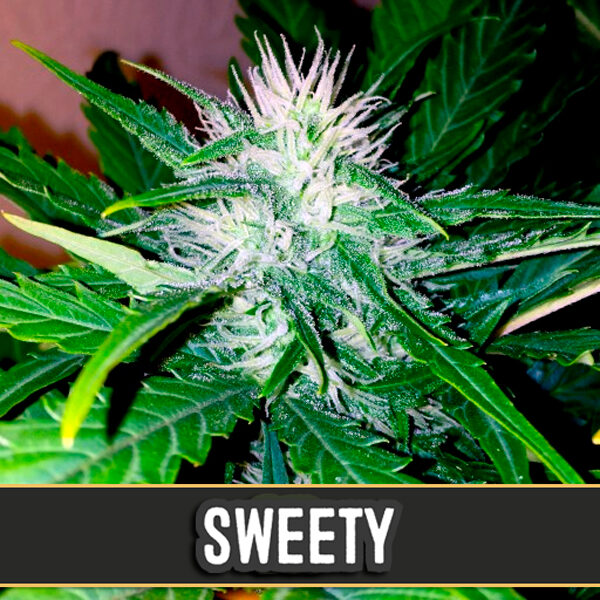 Sweety Auto de Blimburn Seeds