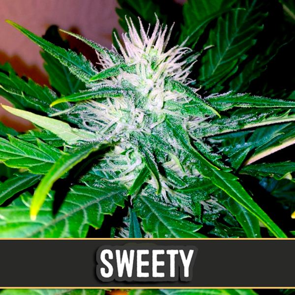 Sweety Auto de Blimburn Seeds