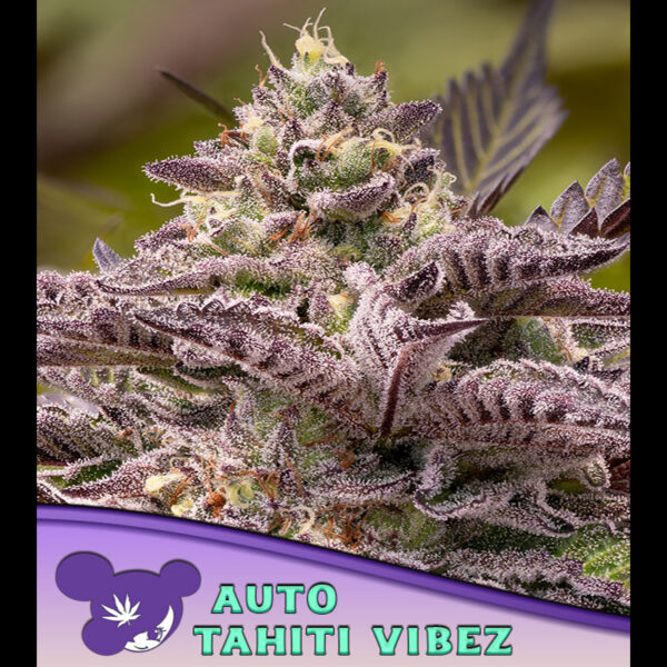 Tahiti Vibez Auto de Anesia Seeds