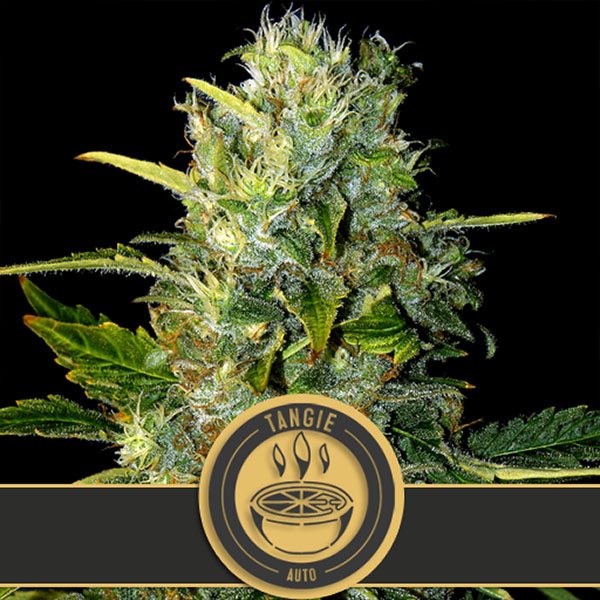 Tangie Auto de Blimburn Seeds