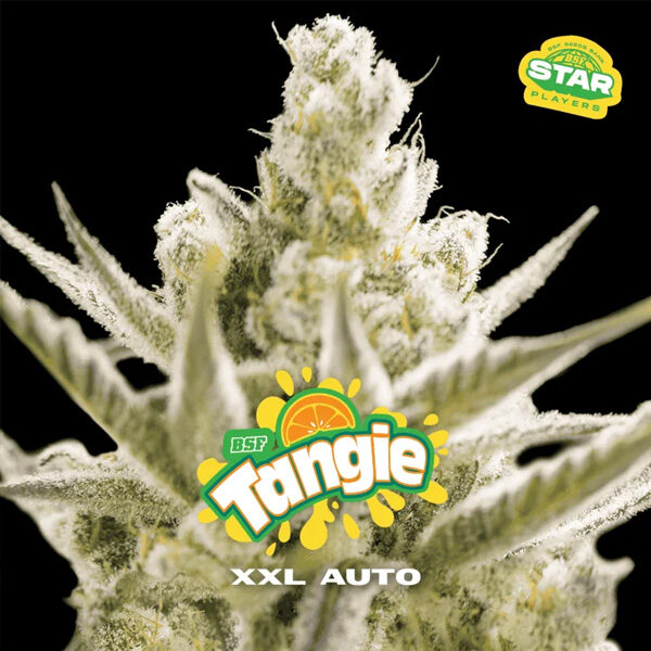 Tangie XXL Auto de Bsf Seeds
