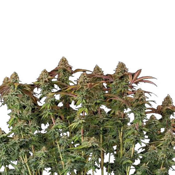 Terp & Tonic Auto de Seedstockers