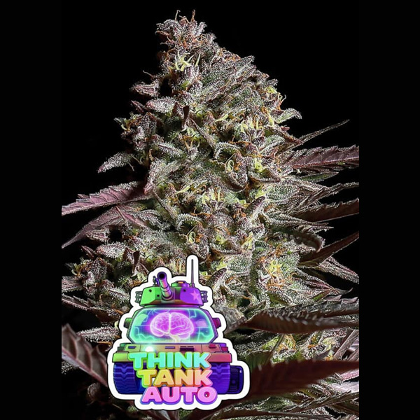 Think Tank Auto de Anesia Seeds