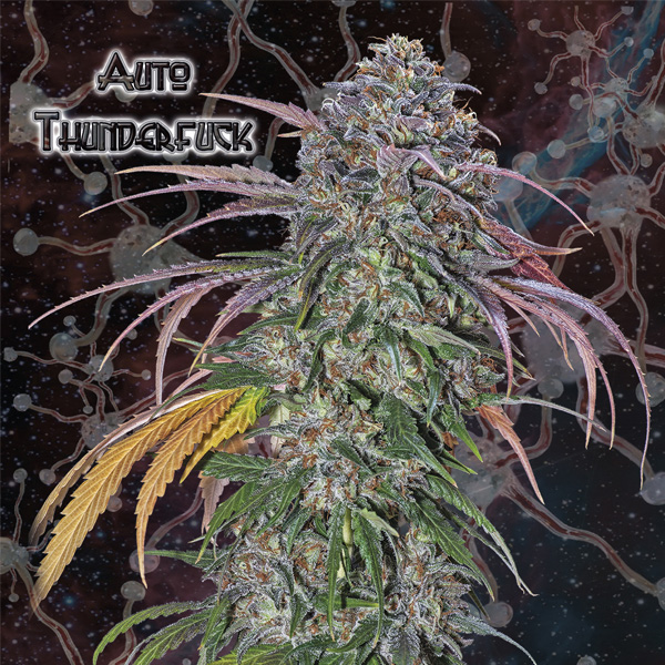 Thunderfuck Auto de Geneseeds Y Nemeseeds