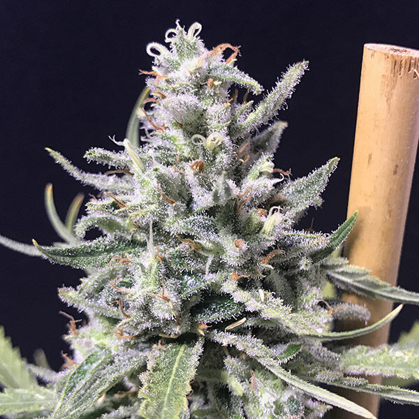 Thunderstorm Auto de R-kiem Seeds