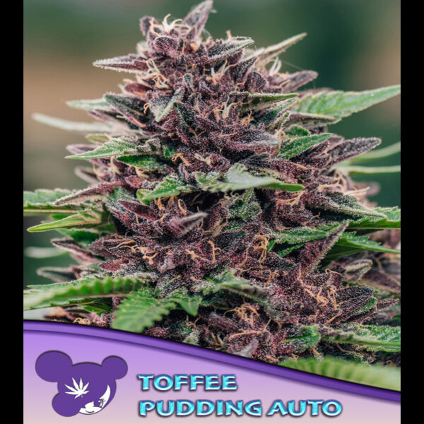 Toffee Pudding Auto de Anesia Seeds