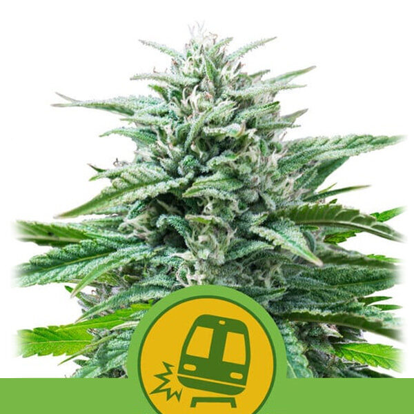 Trainwreck Auto de Royal Queen