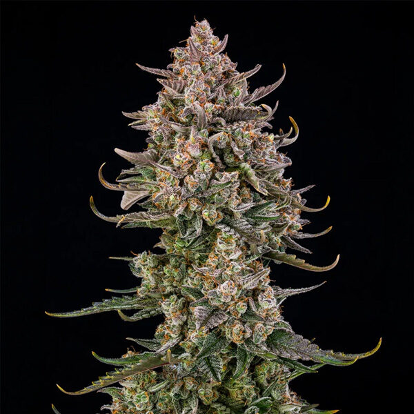 Triangle Kush Auto de Silent Seeds