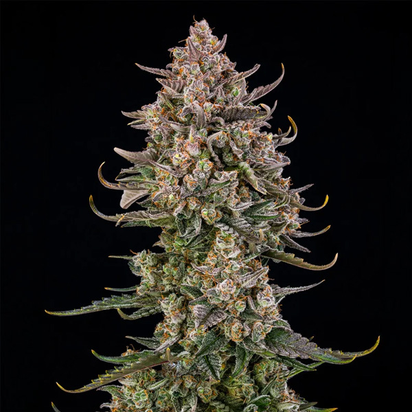 Triangle Kush Auto de Silent Seeds