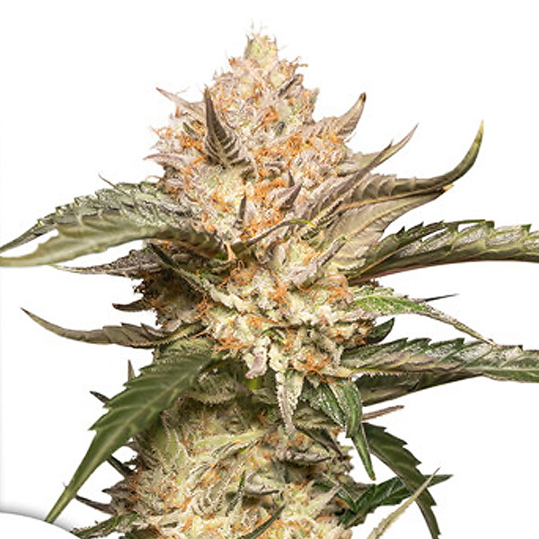 Trichome And Cream Auto de Dutch Passion