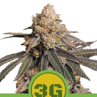 Triple G Auto de Royal Queen