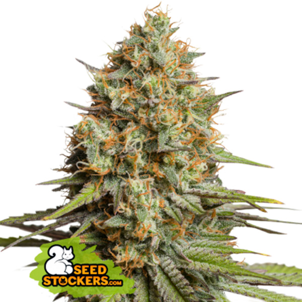 Triton Biscotto Lime Auto de Seedstockers