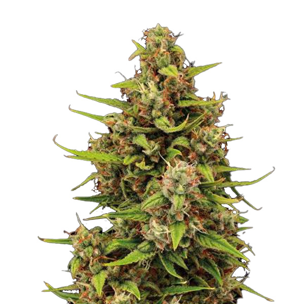 Tropical Zmoothie Auto de Seedstockers