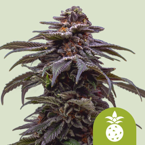 Tropicana Cookies Purple Auto de Royal Queen
