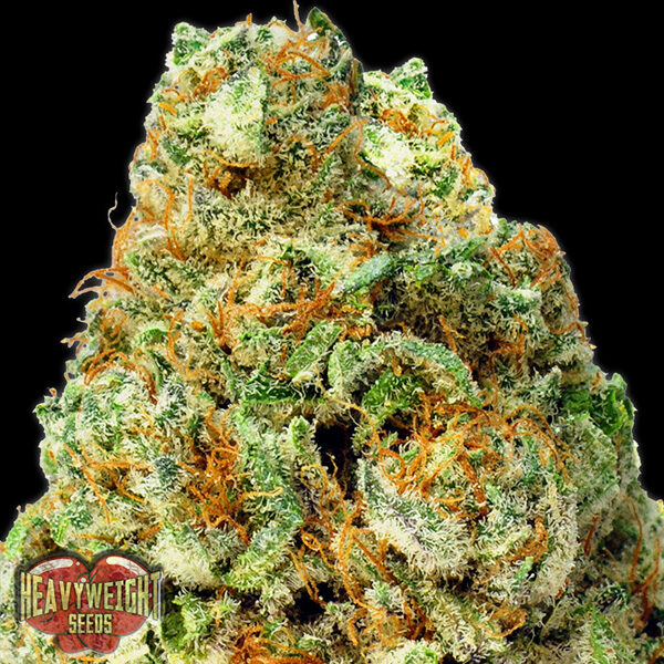 Turbo Bud Auto de Heavyweight Seeds