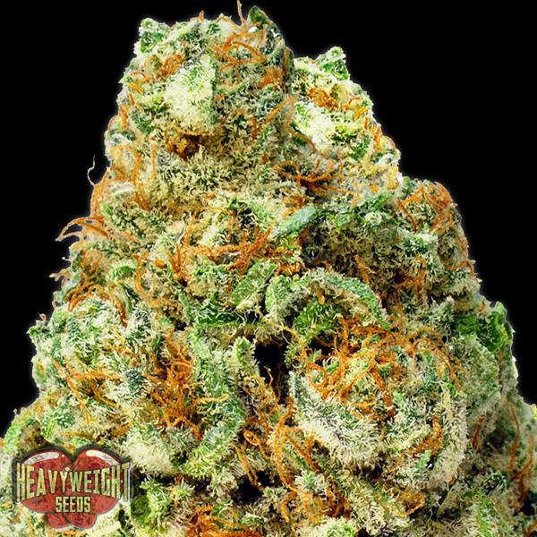 Turbo Bud Auto de Heavyweight Seeds