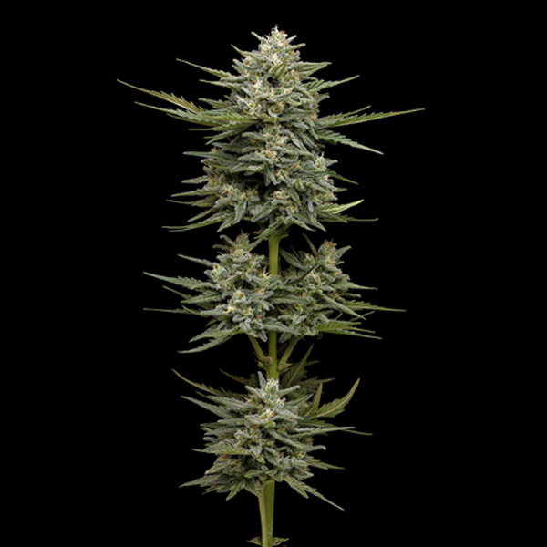 Vanilla Latte Auto de Humboldt Seeds Company