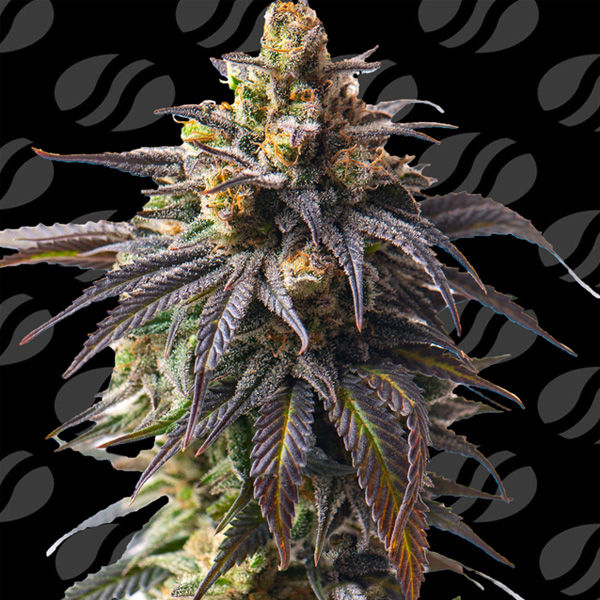 Velvet Drip Auto de Original Sensible Seeds