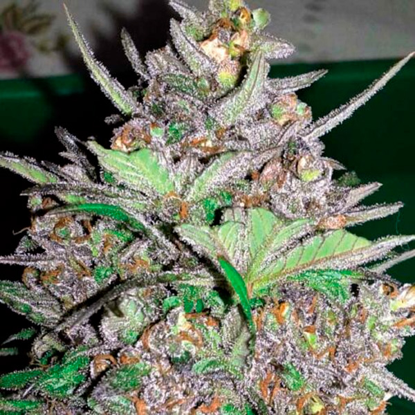 Violet Kush Auto de Garden Of Green Seeds