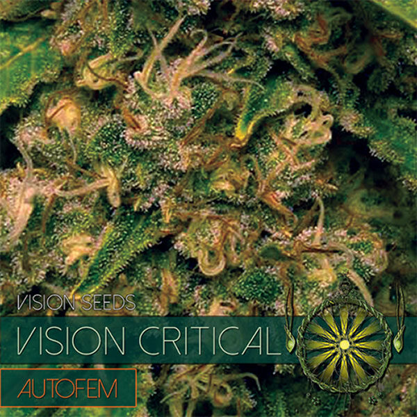Vision Critical Auto de Vision Seeds