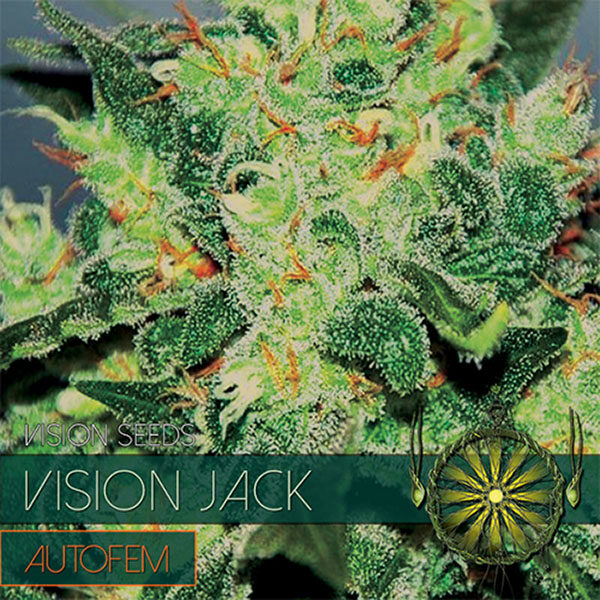 Vision Jack Auto de Vision Seeds