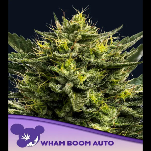 Wham Boom Auto de Anesia Seeds