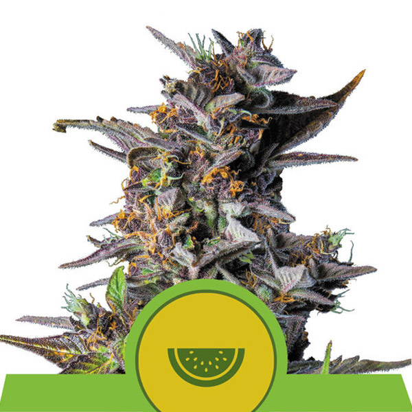 Watermelon Auto de Royal Queen