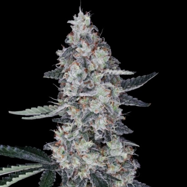 Watermelon Man Auto de Dna Genetics