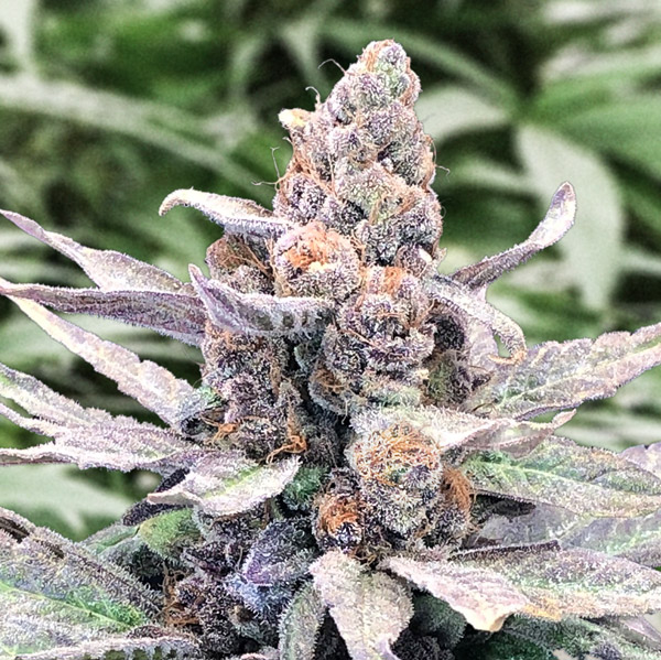 Wedding Crasher Auto de High Speed Buds